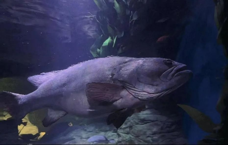 上海海洋水族馆元老级石斑鱼离世，引发游客集体怀念：看着这条近30岁的鱼爷爷长大
