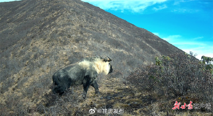 羚牛现身白龙江博峪河保护区