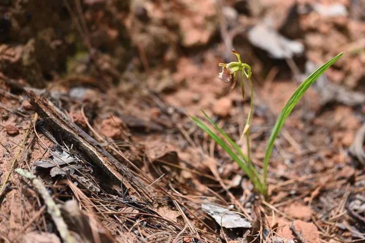 意外！我国再度发现这一灭绝植物