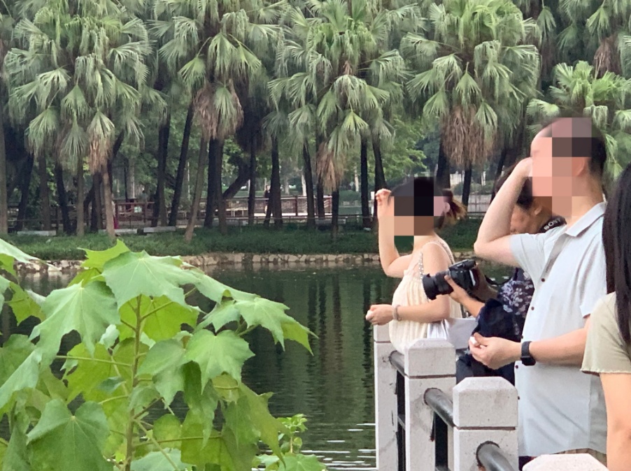 广州流花湖公园内，男子自带3袋馒头投喂黑天鹅，还分给他人一起投喂，园方明令禁止