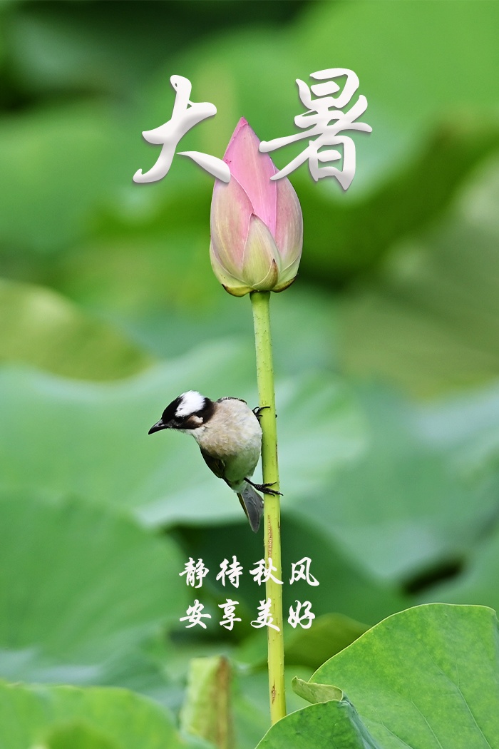 大暑!祝你静享清凉,幸福安康 大暑!祝你静享清凉,幸福安康