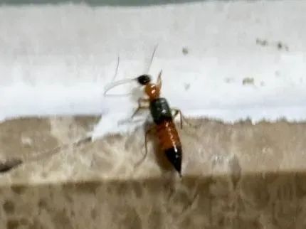 夜游归来男子手臂突然红肿糜烂,近期多人中招!医生紧急提醒 夜游归来男子手臂突然红肿糜烂,近期多人中招!医生紧急提醒