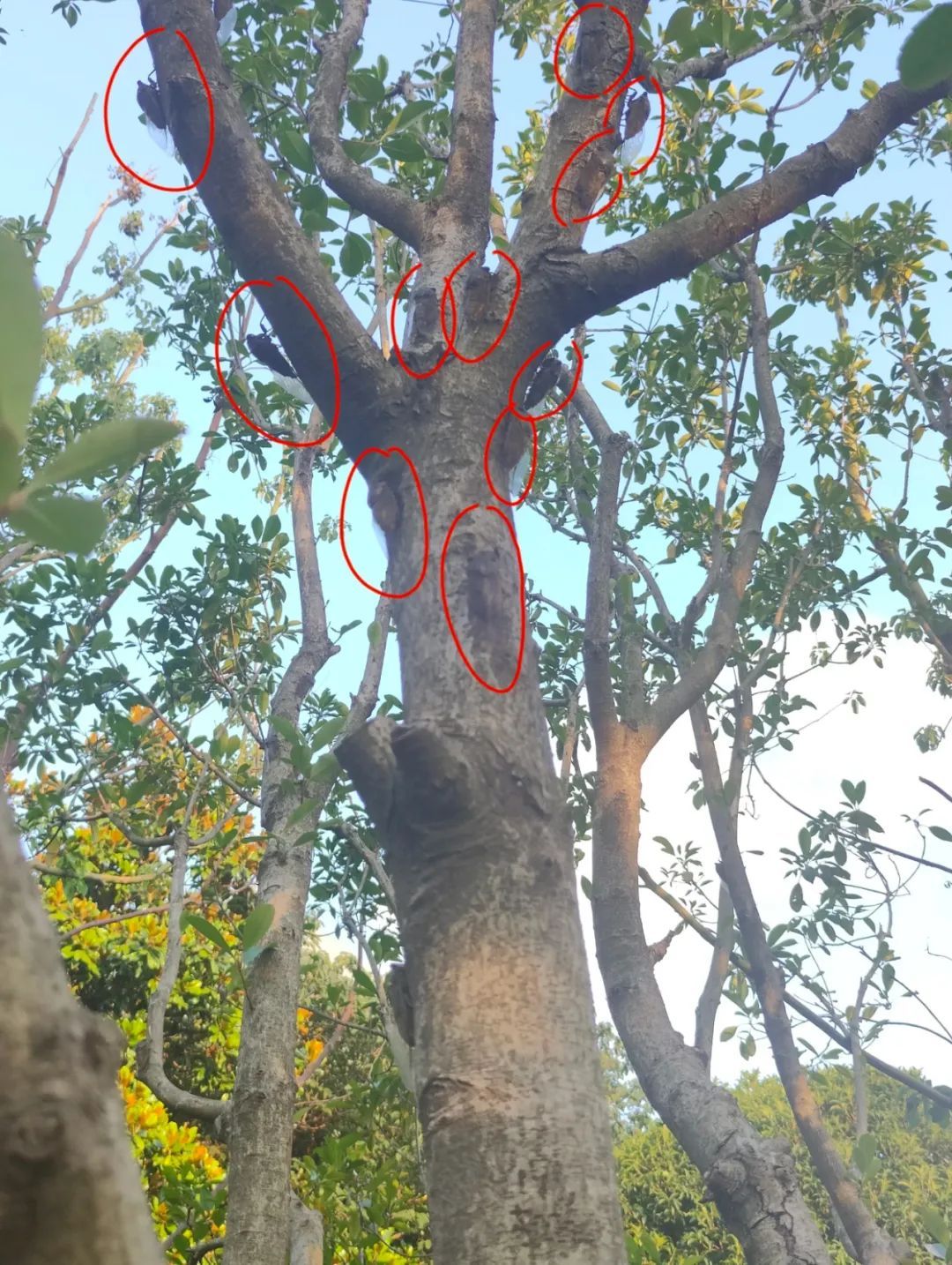 "被尿滋了一脸,还舔了舔"？上海人崩溃！最近多人中招,这4个字冲上热搜