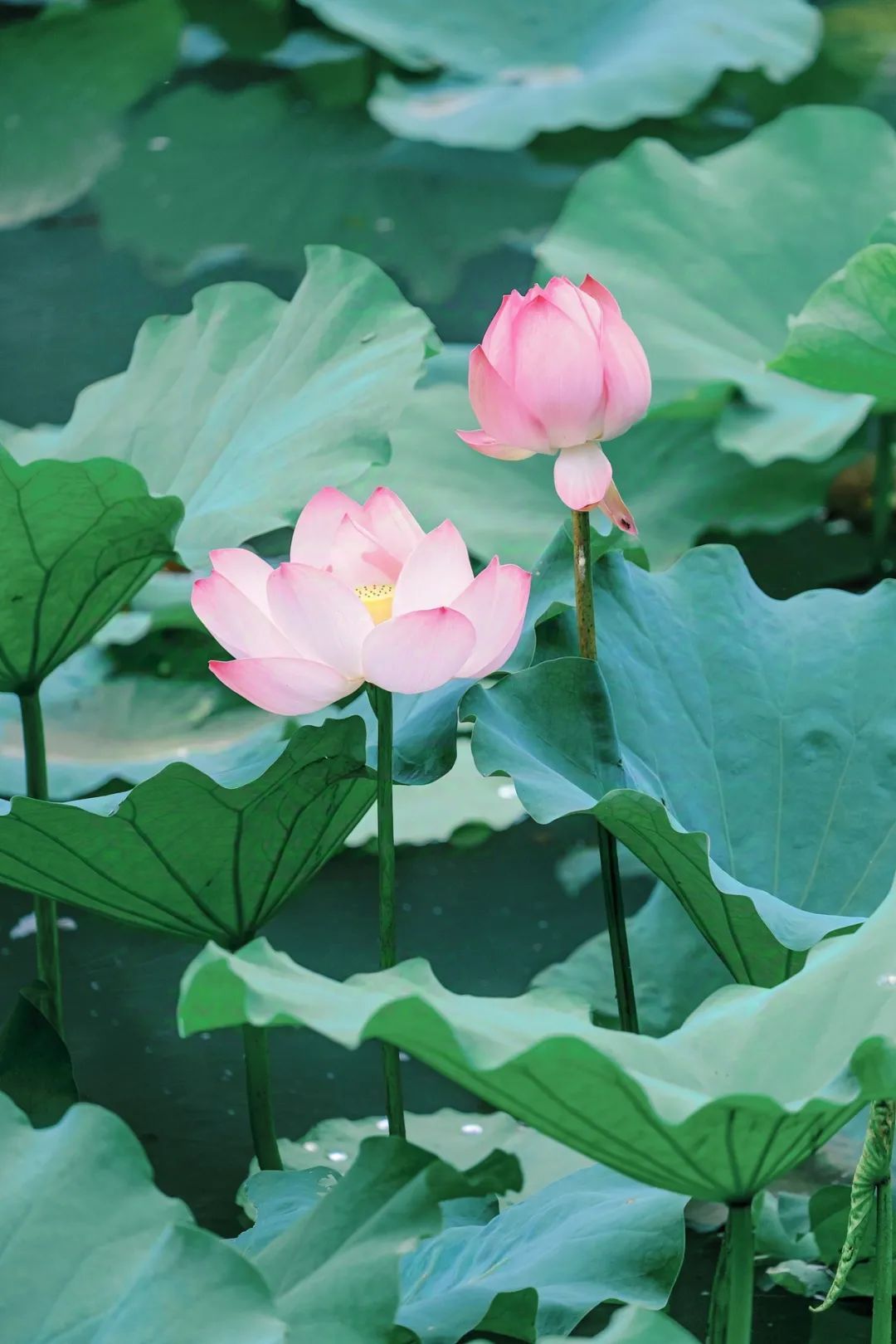 今日21点29分,迎来夏天最后一个节气大暑 今日21点29分,迎来夏天最后一个节气大暑