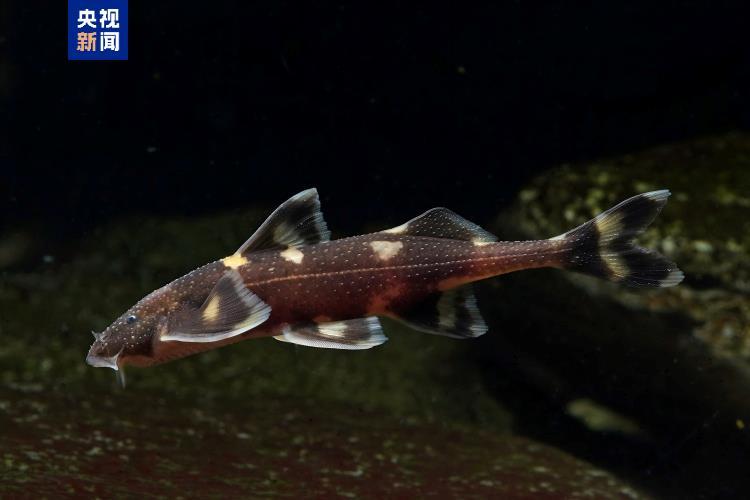 中国新记录鱼类+5 云南西双版纳澜沧江流域有新发现