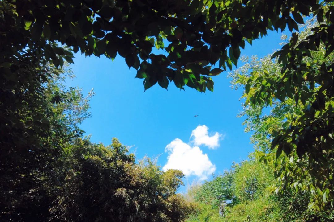 今日大暑！炎蒸至盛，盼“暑”尽甘来