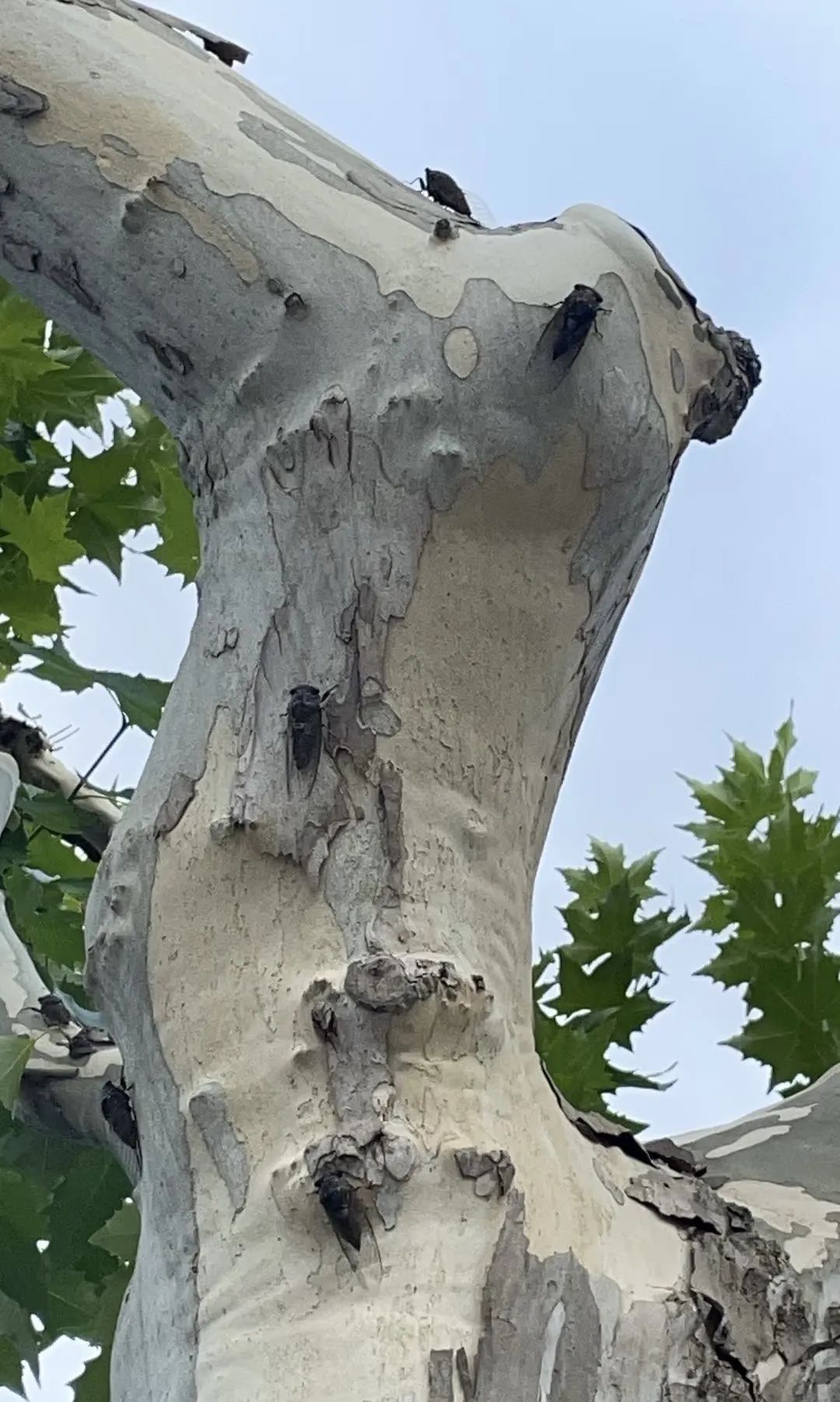 “被滋了一脸,还舔了舔……”近期很多人中招已崩溃!不是雨!不是空调水!专家提醒 “被滋了一脸,还舔了舔……”近期很多人中招已崩溃!不是雨!不是空调水!专家提醒