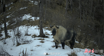 羚牛现身白龙江博峪河保护区