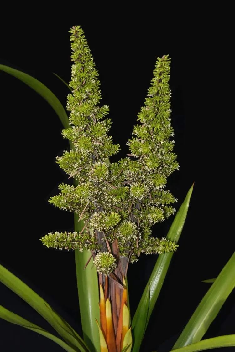 国内外罕见！上海辰山植物园一株凤梨“花开并蒂”