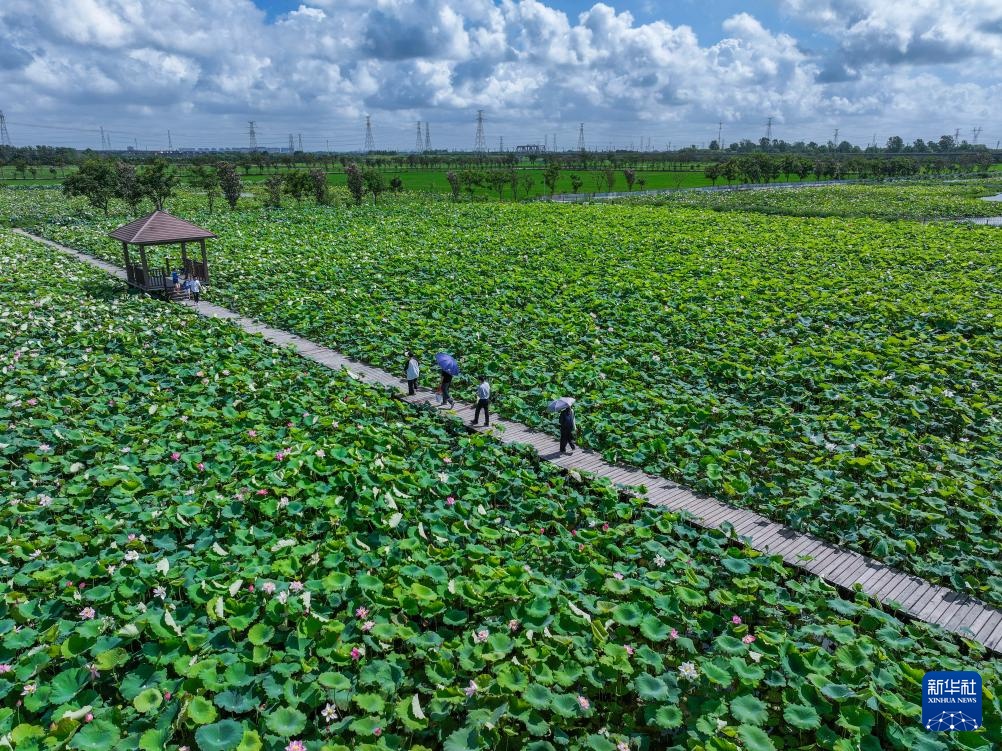 浙江海宁:山海协作“荷”力绘就共富新图景 浙江海宁:山海协作“荷”力绘就共富新图景