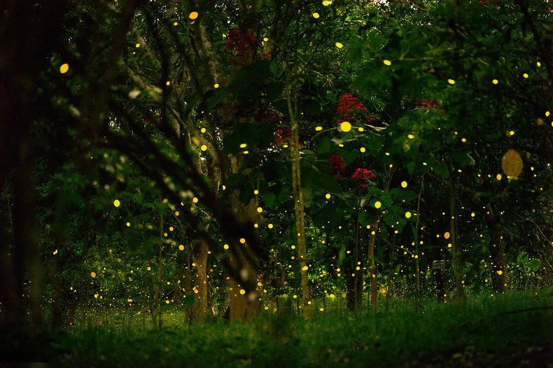 “萤火虫已列为国家保护动物濒临灭绝”?不少人表示越来越少见，专家回应