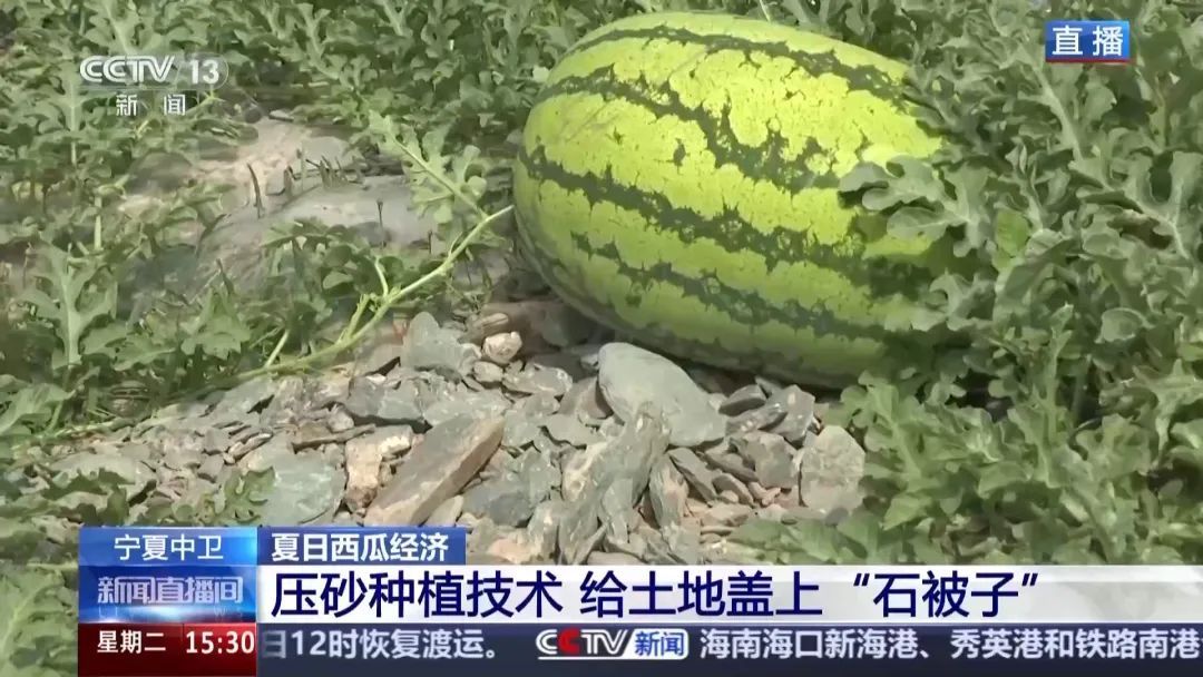 都说“石头缝里的西瓜”甜！手把手教你挑