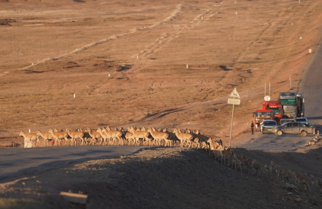 青藏线上的“静音模式”，守护藏羚羊迁徙