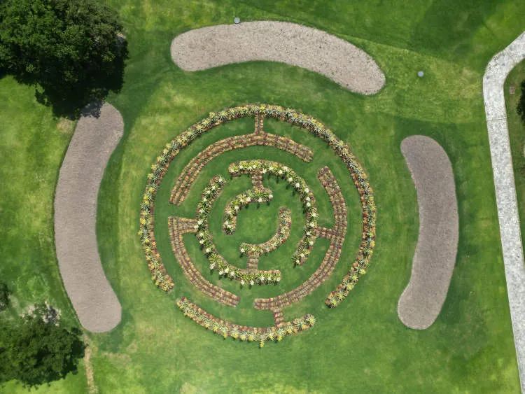 国内外罕见！上海辰山植物园一株凤梨“花开并蒂”