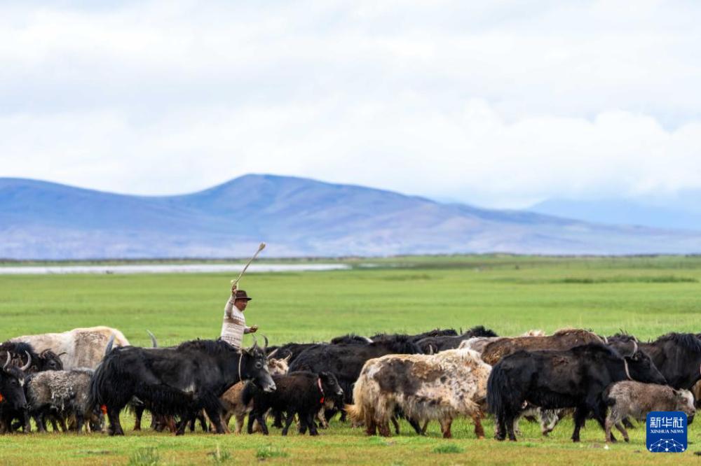 玛旁雍错湿地展现盛夏生命力 玛旁雍错湿地展现盛夏生命力