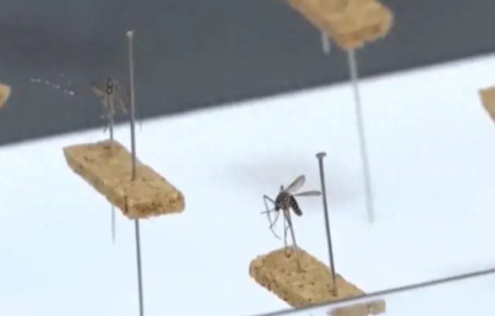 广东佛山累计确诊超3000例，基孔肯雅热如何预防？中疾控提醒→