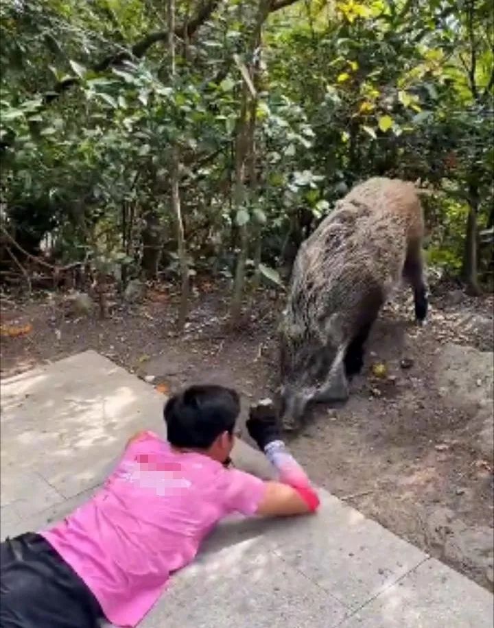 登山遇“野猪突袭”！有人摔伤脾破裂、肋骨骨折，把深圳这公园告了…