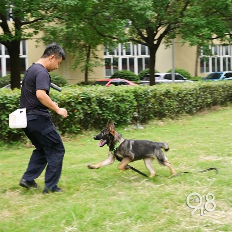 杭州地铁突然出现昂首挺胸的警犬......“并非傲娇，是专注！”