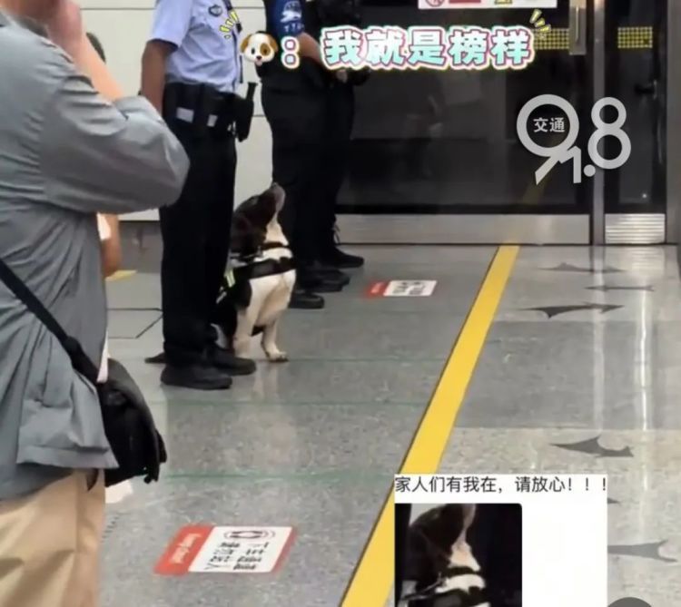 杭州地铁突然出现昂首挺胸的警犬......“并非傲娇，是专注！”