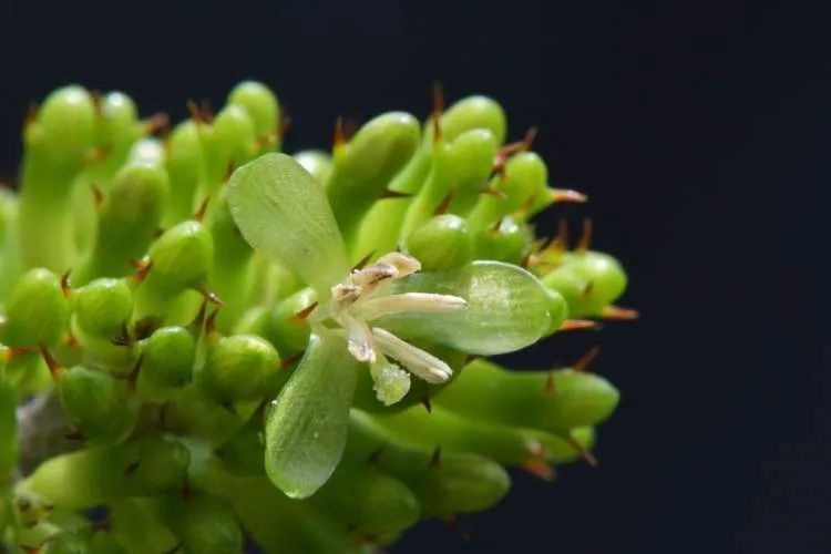 国内外罕见！上海辰山植物园一株凤梨“花开并蒂”