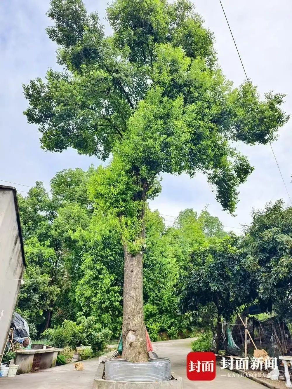网购“鸡枞菌”菌种，长出来的却是毒蘑菇！老两口双双入院，医生紧急提醒