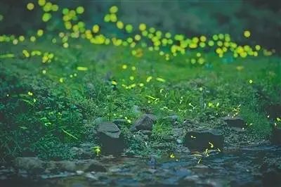 “萤火虫已列为国家保护动物濒临灭绝”?不少人表示越来越少见，专家回应