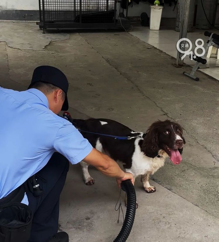 杭州地铁突然出现昂首挺胸的警犬......“并非傲娇，是专注！”