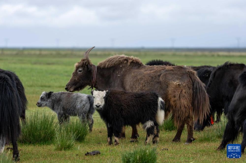 玛旁雍错湿地展现盛夏生命力 玛旁雍错湿地展现盛夏生命力