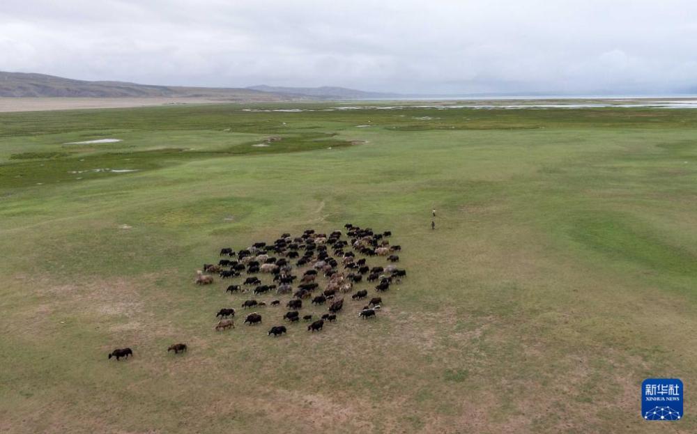 玛旁雍错湿地展现盛夏生命力 玛旁雍错湿地展现盛夏生命力