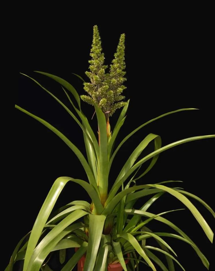 国内外罕见！上海辰山植物园一株凤梨“花开并蒂”