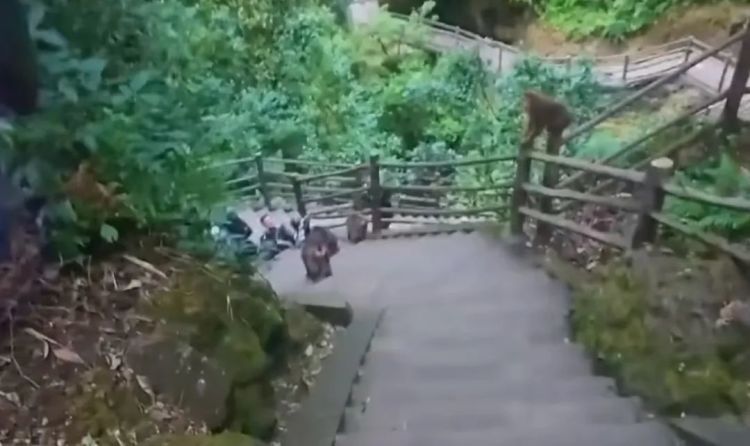 峨眉山野猴追人致其摔倒?景区回应 峨眉山野猴追人致其摔倒?景区回应