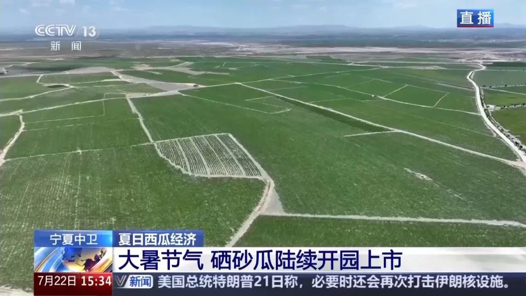 都说“石头缝里的西瓜”甜！手把手教你挑