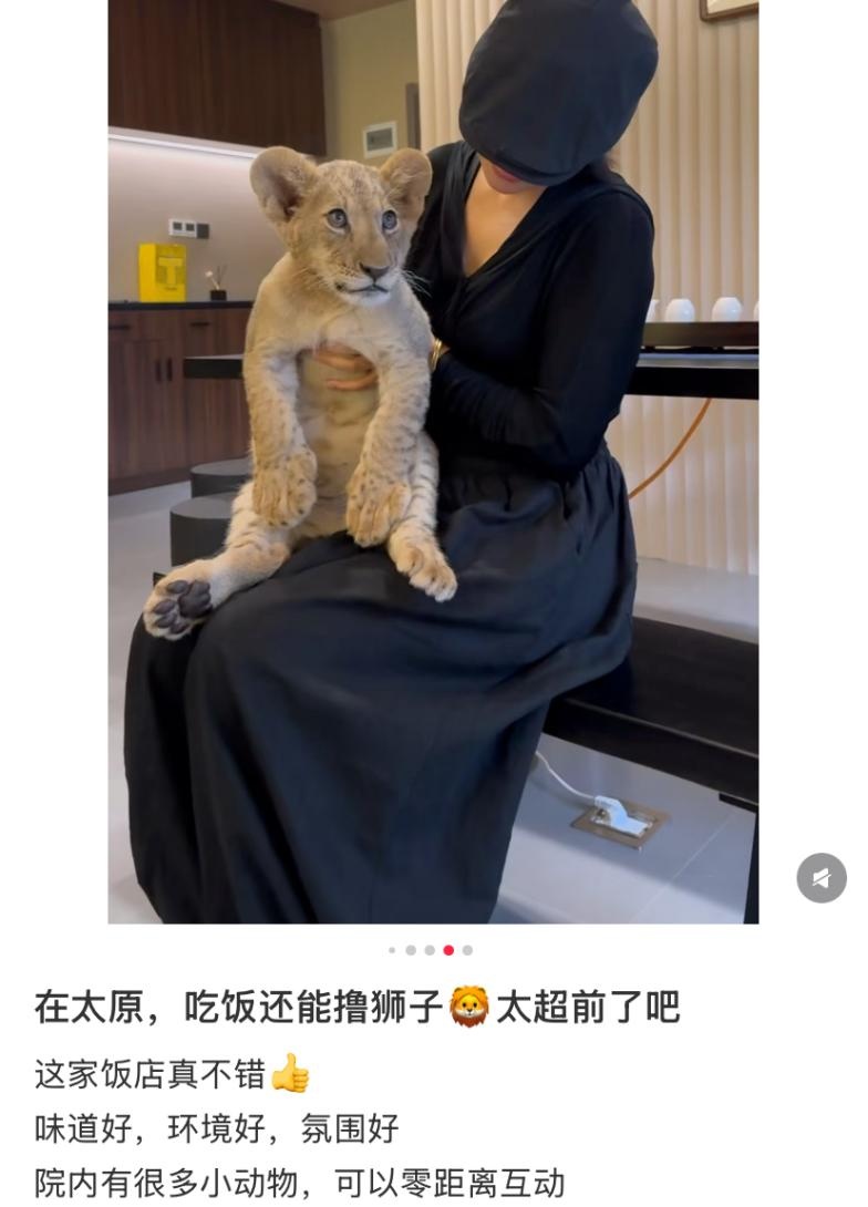 千元 “撸狮” 下午茶？林草部门：此类互动不被允许