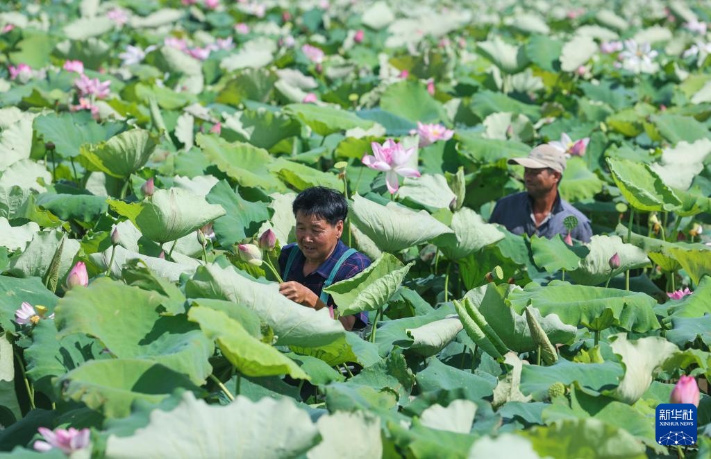 浙江海宁:山海协作“荷”力绘就共富新图景 浙江海宁:山海协作“荷”力绘就共富新图景
