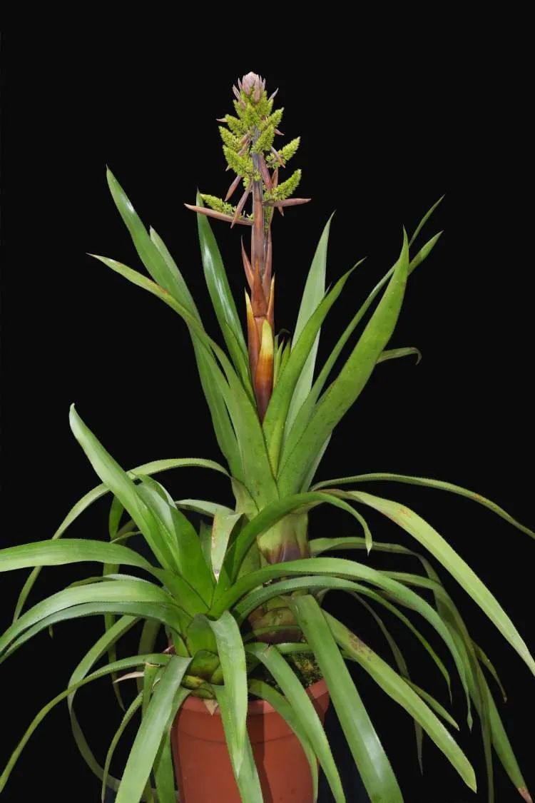 国内外罕见！上海辰山植物园一株凤梨“花开并蒂”