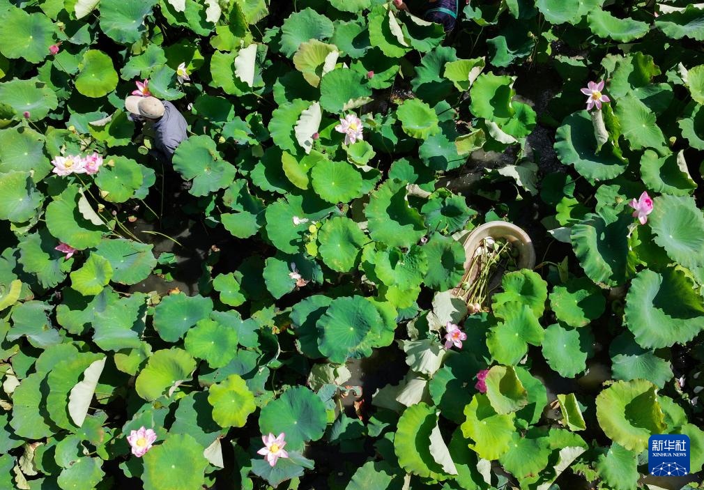 浙江海宁:山海协作“荷”力绘就共富新图景 浙江海宁:山海协作“荷”力绘就共富新图景
