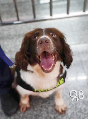 杭州地铁突然出现昂首挺胸的警犬......“并非傲娇，是专注！”