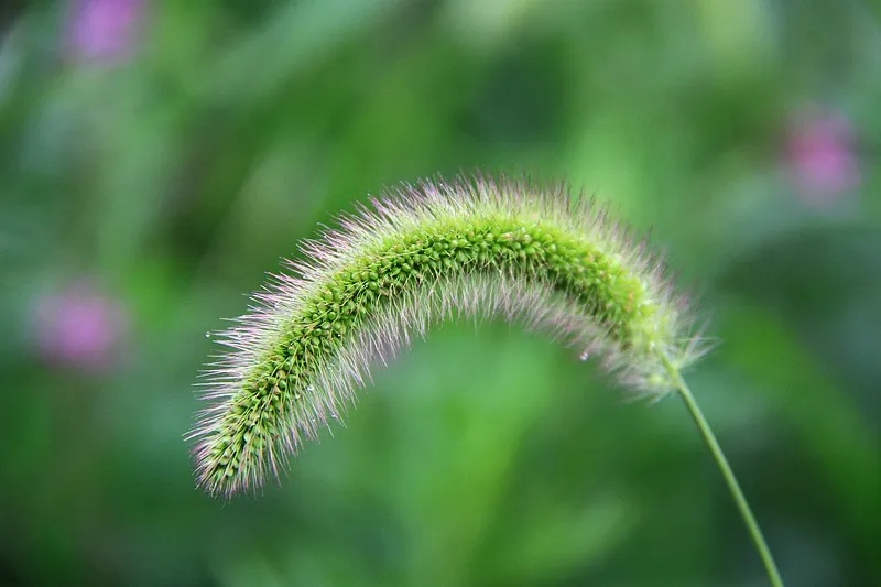 用狗尾巴草点痣？有癌变风险！