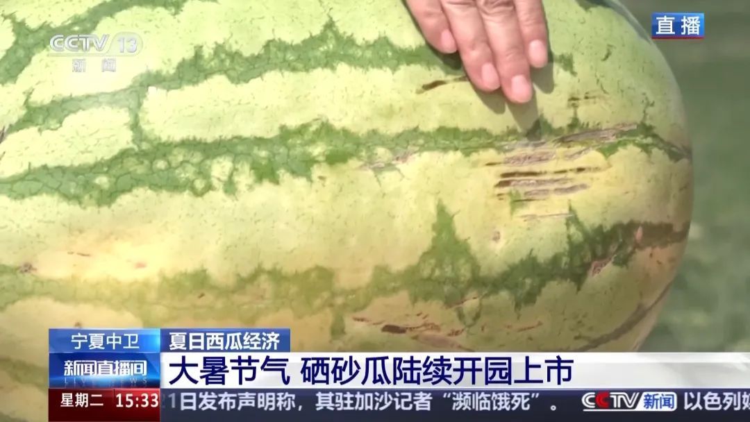 都说“石头缝里的西瓜”甜！手把手教你挑