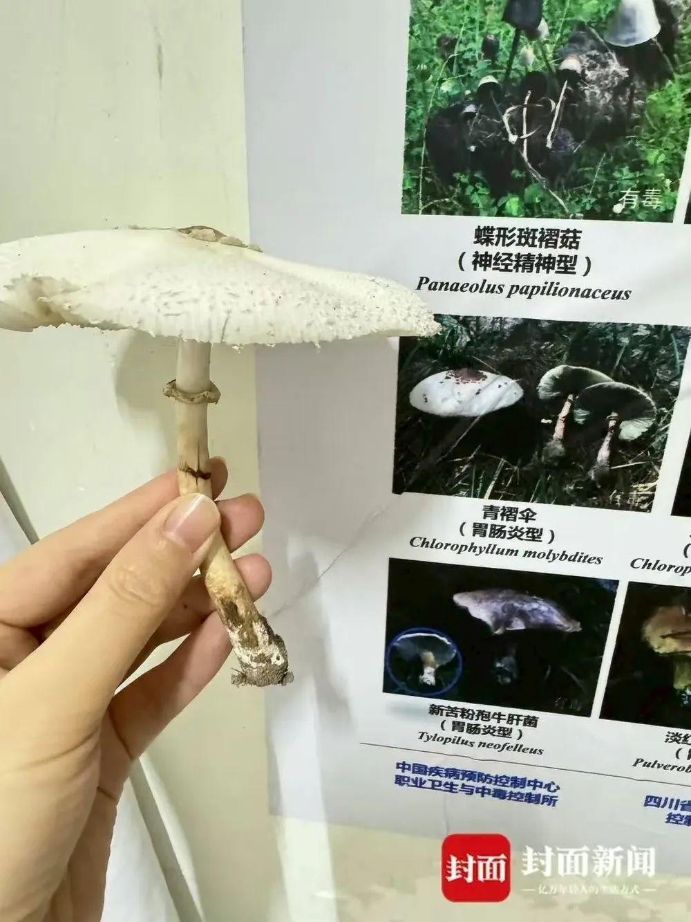 网购“鸡枞菌”菌种，长出来的却是毒蘑菇！老两口双双入院，医生紧急提醒