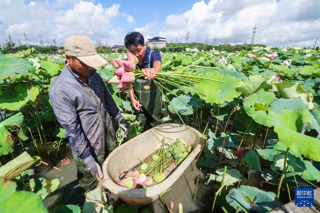 浙江海宁:山海协作“荷”力绘就共富新图景 浙江海宁:山海协作“荷”力绘就共富新图景