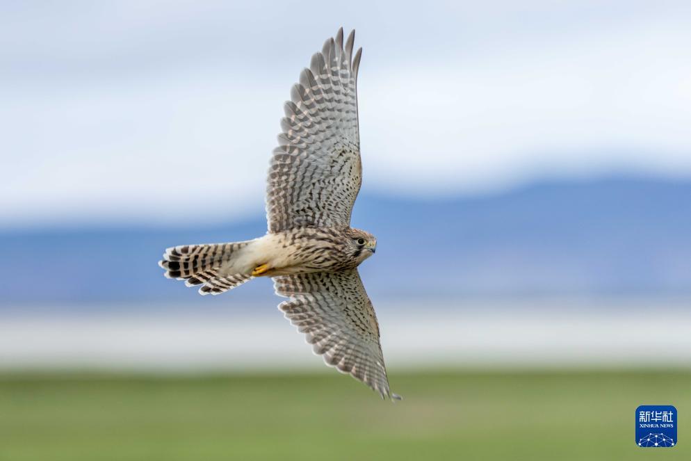 玛旁雍错湿地展现盛夏生命力 玛旁雍错湿地展现盛夏生命力