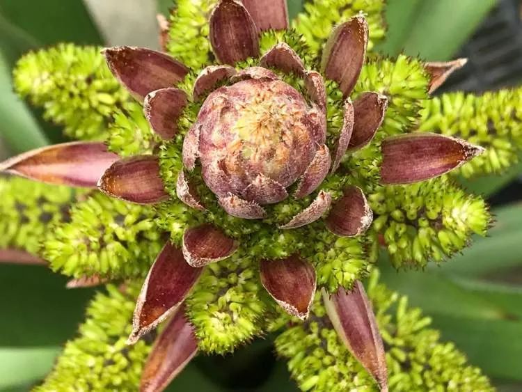 国内外罕见！上海辰山植物园一株凤梨“花开并蒂”