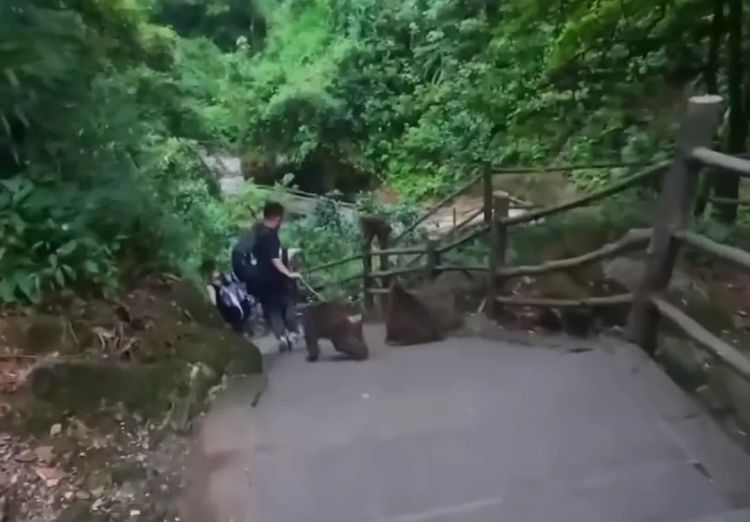 峨眉山野猴追人致其摔倒?景区回应 峨眉山野猴追人致其摔倒?景区回应