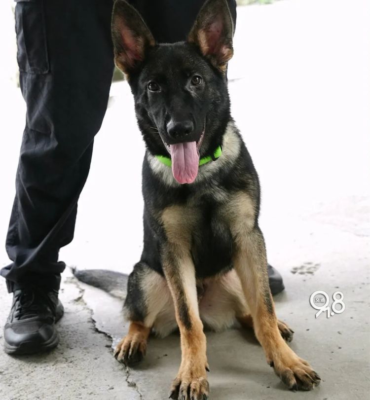 杭州地铁突然出现昂首挺胸的警犬......“并非傲娇，是专注！”