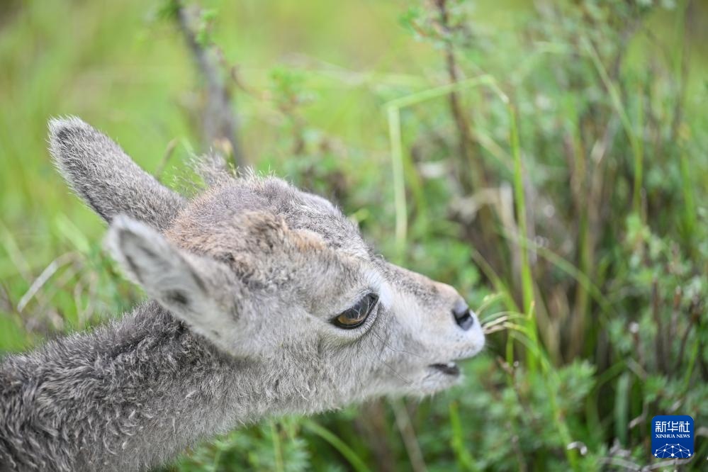 活力中国调研行丨探访祁连山国家公园野生动物救护繁育站