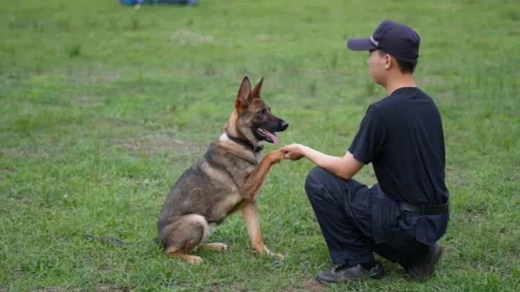 这个大学专业引热议，和狗狗一起上课？网友：毕业早了，真想去！