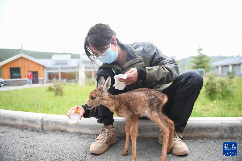 活力中国调研行丨探访祁连山国家公园野生动物救护繁育站