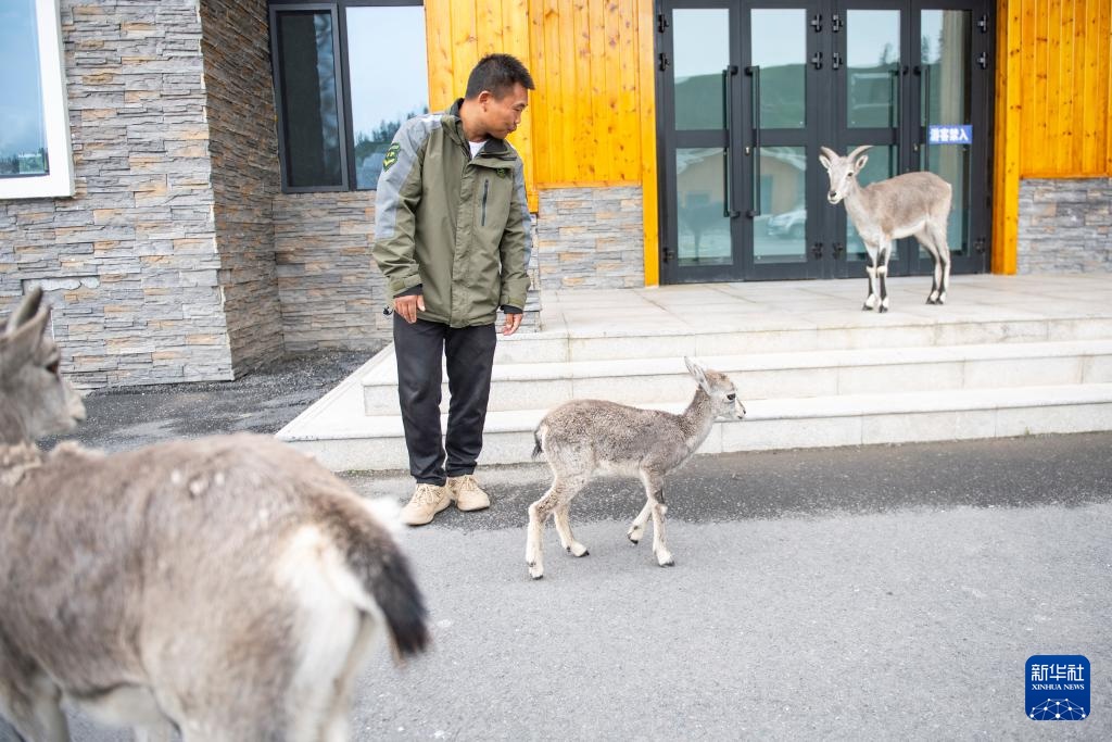 活力中国调研行丨探访祁连山国家公园野生动物救护繁育站
