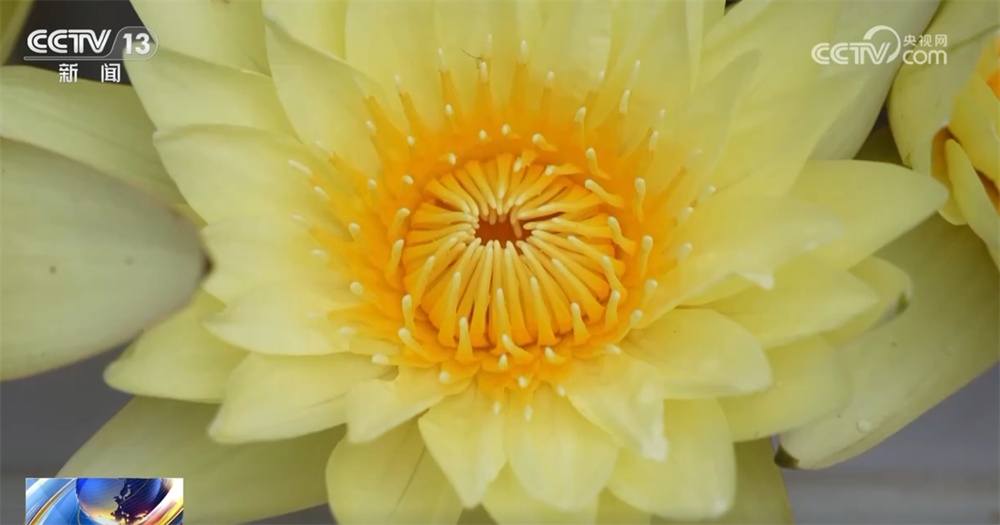 水果飘香、荷花盛放 特色农业绘“丰”景奏响乡村振兴“新乐章”